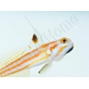 Stonogobiops yasha Elevage PROAQUATIX