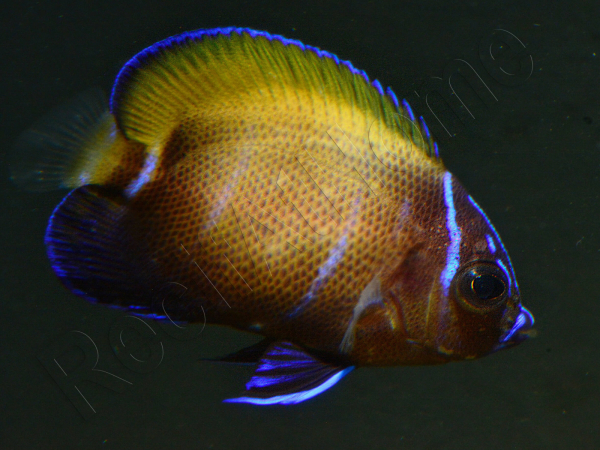 Pomacanthus navarchus 3 cm élevage Bali aquarich