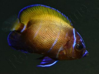 Pomacanthus navarchus 3 cm élevage Bali aquarich