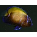 Pomacanthus navarchus 3 cm élevage Bali aquarich