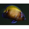 Pomacanthus navarchus 3 cm élevage Bali aquarich
