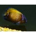 Pomacanthus navarchus 3 cm élevage Bali aquarich