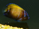Pomacanthus navarchus 3 cm élevage Bali aquarich