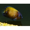 Pomacanthus navarchus 3 cm élevage Bali aquarich