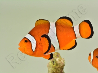 Amphiprion ocellaris poissons clowns élevage