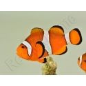 Amphiprion ocellaris poissons clowns élevage