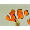 Amphiprion ocellaris poissons clowns élevage