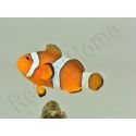 Amphiprion ocellaris poissons clowns élevage