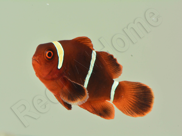Premnas biaculeatus (le couple)