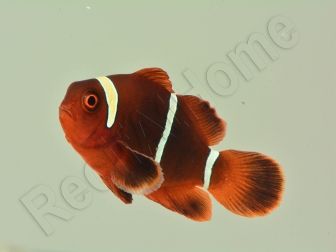 Premnas biaculeatus (le couple)