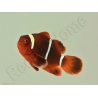 Premnas biaculeatus (le couple)