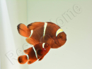 Premnas biaculeatus (le couple)