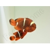 Premnas biaculeatus (le couple)