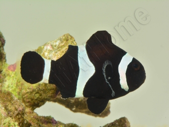 Amphiprion darwini poissons clowns élevage 4-6 cm