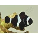 Amphiprion darwini