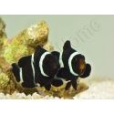 Amphiprion darwini