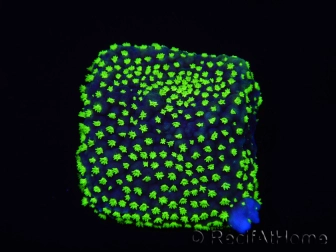 WYSIWYG Isopora crateriformis (Acroporidae Plateau) 5N4
