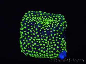 WYSIWYG Isopora crateriformis (Acroporidae Plateau) 5N4