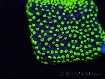 WYSIWYG Isopora crateriformis (Acroporidae Plateau) 5N4