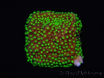 WYSIWYG Isopora crateriformis (Acroporidae Plateau) 5N4