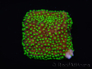 WYSIWYG Isopora crateriformis (Acroporidae Plateau) 5N4