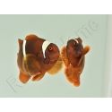 Premnas biaculeatus (le couple) WYSIWYG 2 