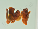 Premnas biaculeatus (le couple) WYSIWYG 2 