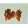 Premnas biaculeatus (le couple) WYSIWYG 2 