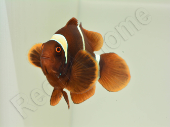 Premnas biaculeatus (le couple) WYSIWYG 2 