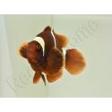 Premnas biaculeatus (le couple) WYSIWYG 2 
