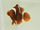 Premnas biaculeatus (le couple) WYSIWYG 2 