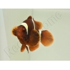 Premnas biaculeatus (le couple) WYSIWYG 2 