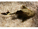 Panaque nigrolineatus