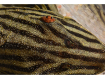 Panaque nigrolineatus