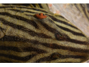 Panaque nigrolineatus