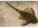  Hypancistrus sp. "King Tiger" (Amérique du Sud)