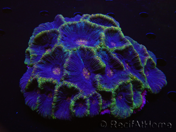 WYSIWYG Moseleya latistellata (14 cm)