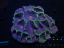 WYSIWYG Moseleya latistellata (14 cm)