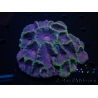 WYSIWYG Moseleya latistellata (14 cm)