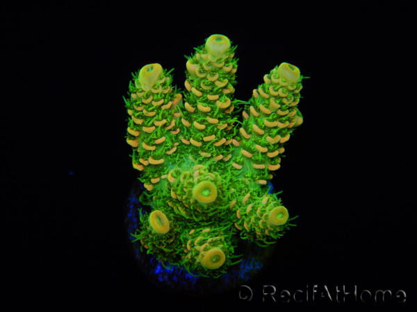 WYSIWYG RAH Acropora millepora Sunset 5Q4