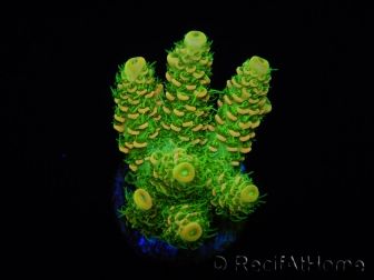 WYSIWYG RAH Acropora millepora Sunset 5Q4