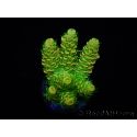 WYSIWYG RAH Acropora millepora Sunset 5Q4