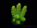 WYSIWYG RAH Acropora millepora Sunset 5Q4