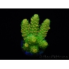 WYSIWYG RAH Acropora millepora Sunset 5Q4