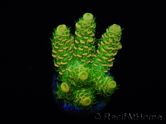 WYSIWYG RAH Acropora millepora Sunset 5Q4