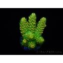 WYSIWYG RAH Acropora millepora Sunset 5Q4