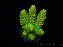 WYSIWYG RAH Acropora millepora Sunset 5Q4