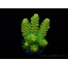 WYSIWYG RAH Acropora millepora Sunset 5Q4