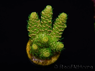 WYSIWYG RAH Acropora millepora Sunset 5Q4