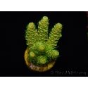 WYSIWYG RAH Acropora millepora Sunset 5Q4